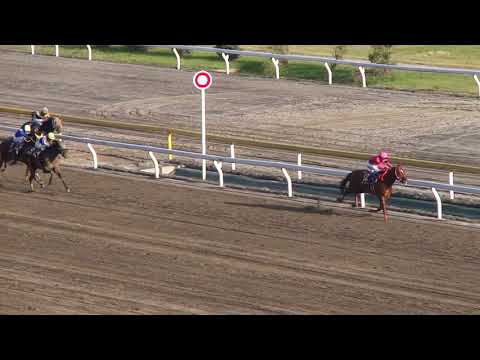 日本テレビ盃  1着スマートファルコン号（武豊騎手）2011年9月23日（金）船橋競馬場