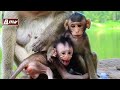 Baby monkeys living hard / 懸命に生きる赤ちゃん猿 monpai monyet