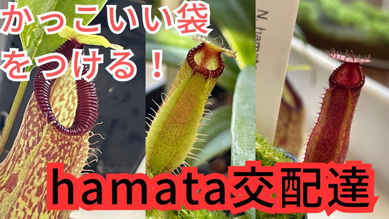 Cool Pitcher!] My Nepenthes hamata hybrid is finally showing some