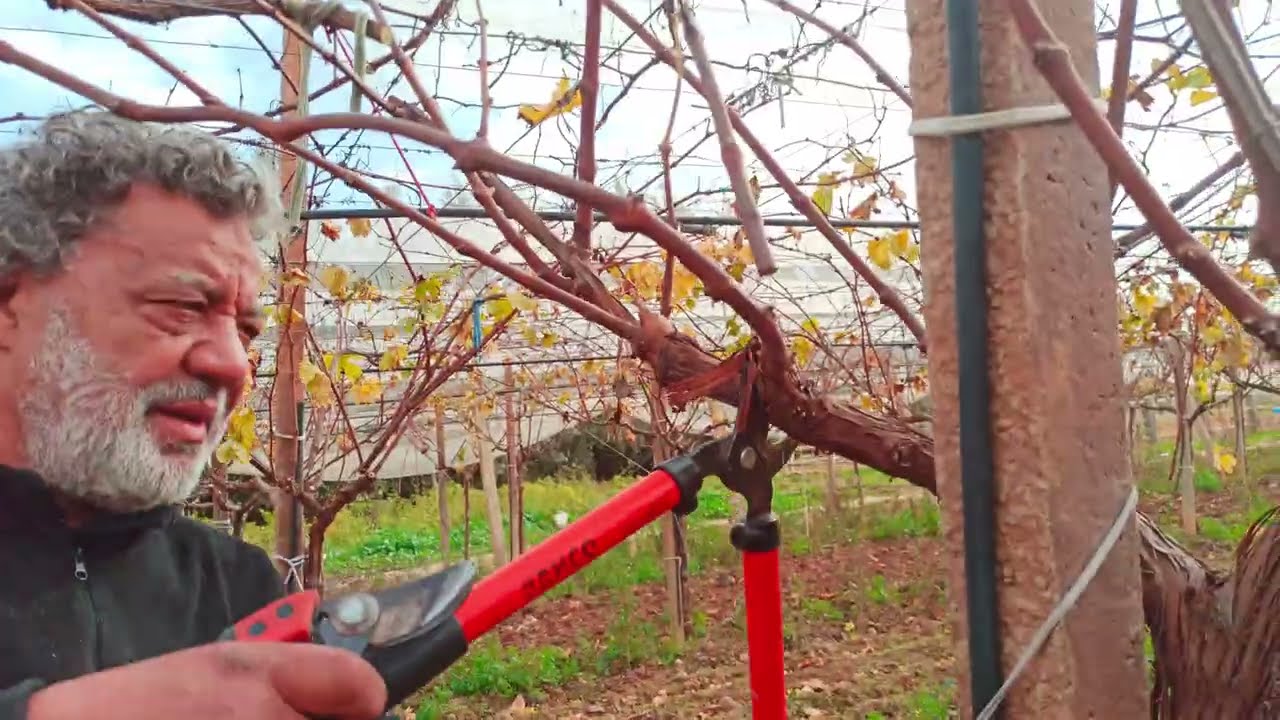 تقليم الإنتاج لعنب المائدة المكثف