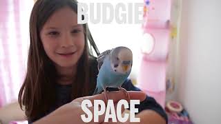 Top 5 Reasons Why Budgies Are The Best