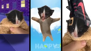 Kitten Meows but Meme Music (3)