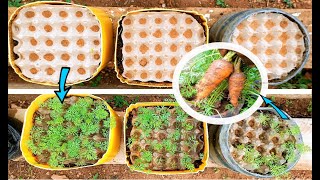 What happens when you grow Carrots in egg crates?