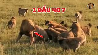Kinh điển: 1 SƯ TỬ ĐỰC giao đấu cùng lúc 40 LINH CẨU LỚN ? Sự thật “nghi lễ” hơi ghê của linh cẩu?