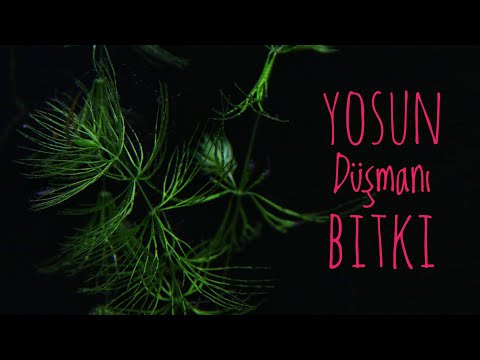 Video: Göletlerde Büyüyen Hornwort – Hornwort Coontail Bilgi ve Bakım