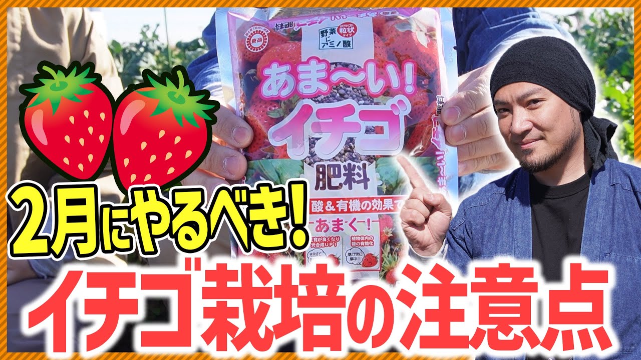 Home gardening] A complete introduction to strawberry care tasks