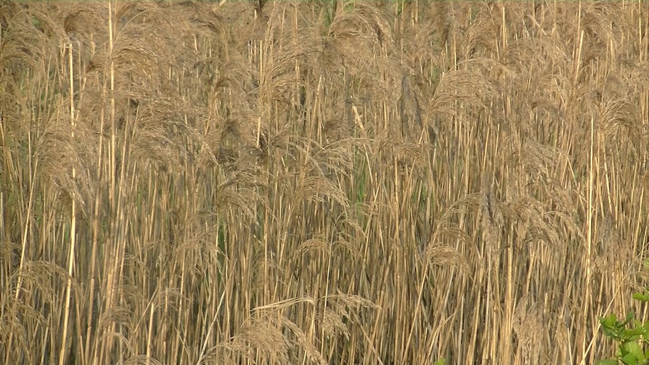 Eurasian reed warbler / Trzcinniczek 