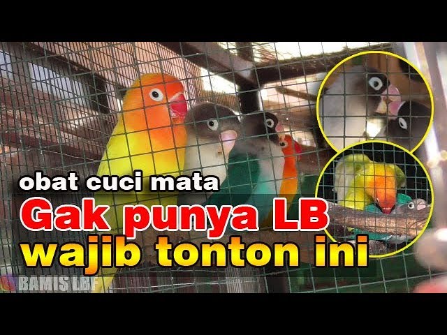 LOVEBIRD KOLONI - LUCU PENGHIBUR DIKALA PENAT || BAMIS LOVEBIRD farm LOVEBIRD KOLONI - LUCU PENGHIBUR DIKALA PENAT || BAMIS LOVEBIRD farm