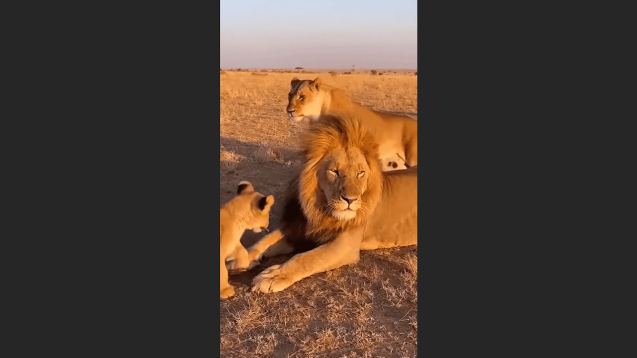 🦁 Face to Face With a Wild Animal — No Barriers, No Escape