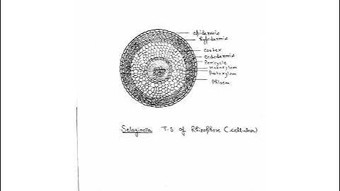 Botany Practical File : B.Sc 1st Year
