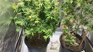 First few Plants of the Harley Grower & Stoney Bakermd  Power outage grow finishing Up