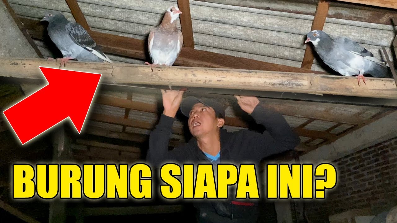 JANGAN DITIRU!! MALEM - MALEM TANGKAP MERPATI ORANG