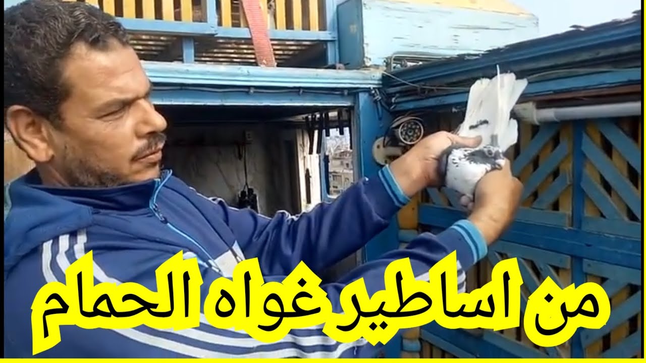 من اساطير غواه الحمام حوده طلعت ( اجمل نشه وفرجه للحمام للى متفرجش على الفيديو )