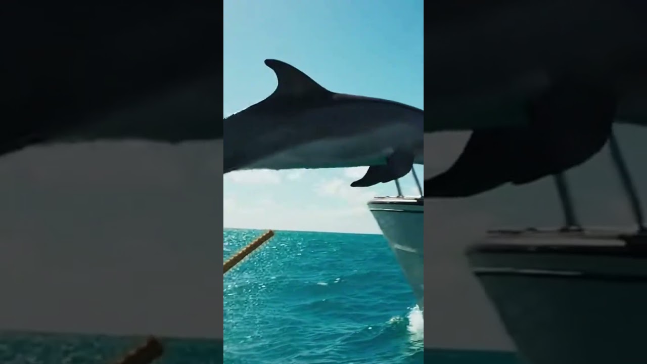 DESPERATE JUMP! Scared Dolphin BEGGED Us To Save It From Danger 