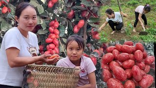 single mother - takes care of corn plants with her daughter/harvests sweet fruits to sell