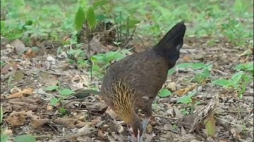 Suab Poj qaib seev zoo|2023|