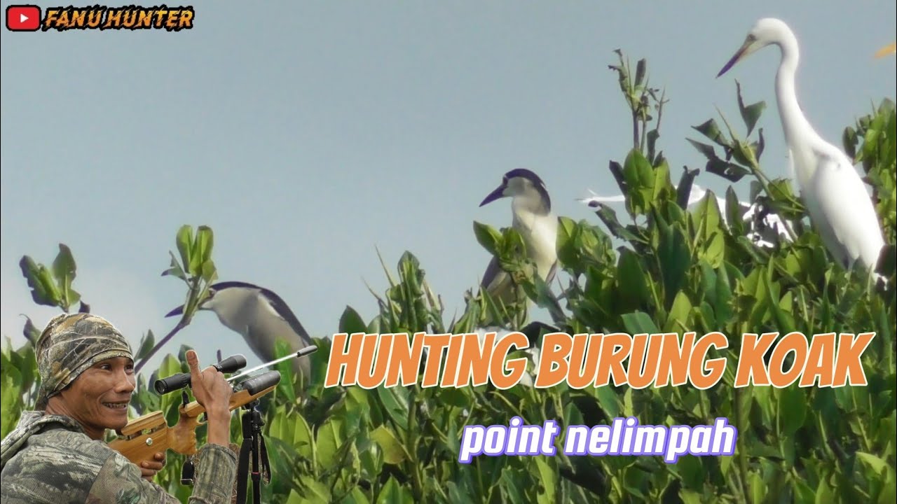 burung-koak-disini-ga-ada-habisnya-youtube