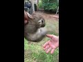 Screaming wild Baby rabbit flys