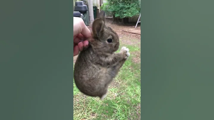 Screaming wild Baby rabbit flys - DayDayNews