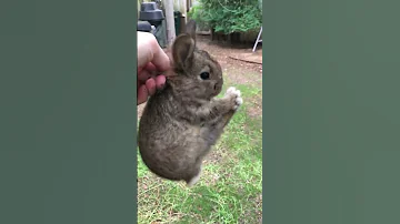 Screaming Wild Baby Rabbit Flys 