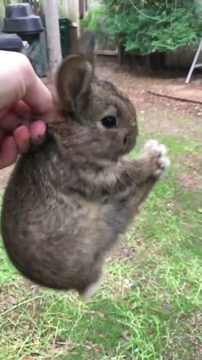 Screaming wild Baby rabbit flys