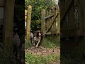 Springer spaniels search for the ball