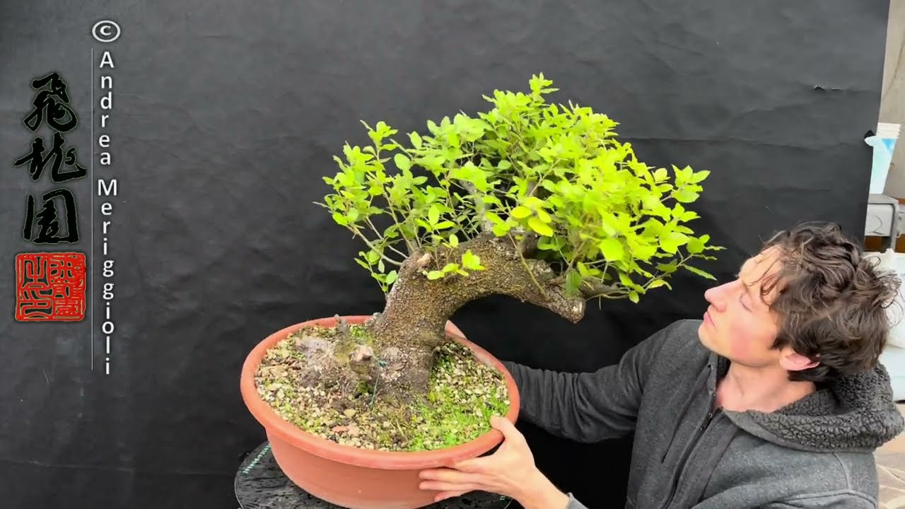 bonsai ulmus Chinese Elm, Ulmus parvifolia main image 0