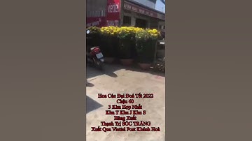 Hoa Cúc Đại Đóa Tết Ninh Giang 2022 CÔNG TY CP SX KD HOA CÚC NINH GIANG KHÁNH HOÀ A NHÀN