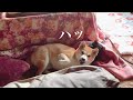 猫に甘えているところを見られてしまった柴犬 Dog Nuzzling Cat