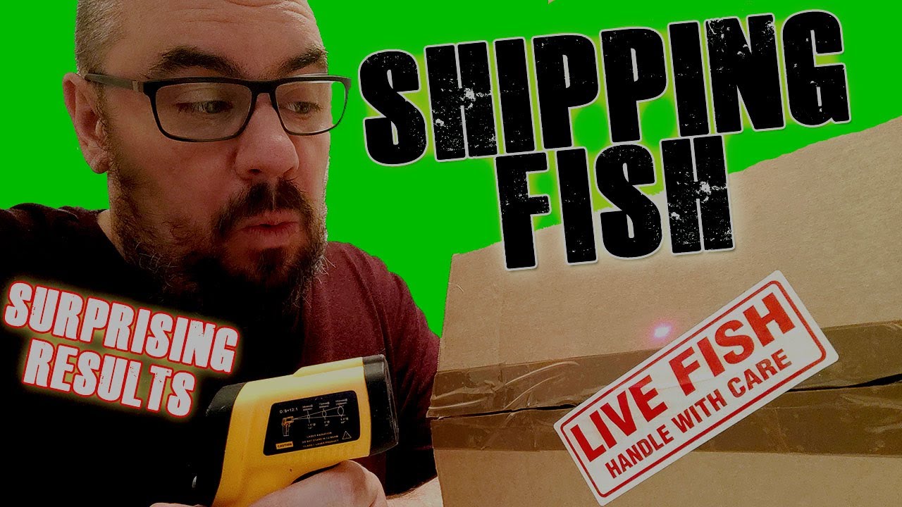 Testing methods of shipping LIVE FISH. Surprising Results! YouTube