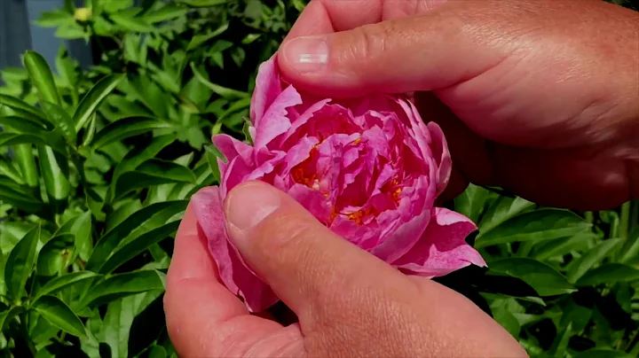 Greg's Peony Gardens - Oshawa Garden Club Member and Judge in Training