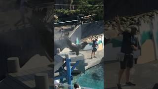 Best Sea Lion dance show in New York Aquariumbest shorts travel trendingshorts subscribe 