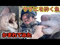 BKGでサザエを噛み砕く怪物魚を釣って手を噛まれてみた【セルフ人体実験】