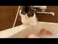 ママと離れたくなくてお風呂について来ちゃう子猫が可愛すぎる
