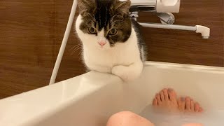 ママと離れたくなくてお風呂について来ちゃう子猫が可愛すぎる