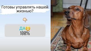 Подписчики управляют нашей жизнью???