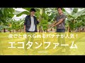 【皮ごと食べられるバナナ！】注目の循環型農園「エコタンファーム」Interview