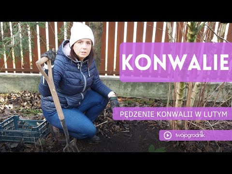 Wideo: Kiedy kopać puszki i jak przechowywać te kwiaty zimą