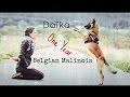Daïka, Malinois Dog Tricks [One Year]