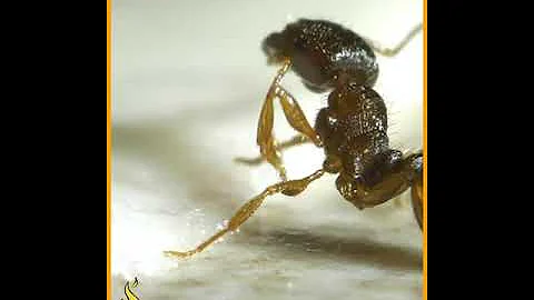 ¿A qué velocidad se mueven las hormigas en comparación con los humanos?