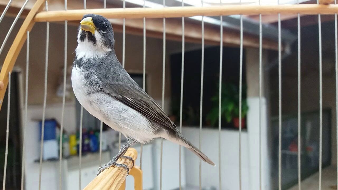 Canto De Coleiro Tui Tui Zel Zel Para Ensinar Filhote Tui Tui Zel Zel Flauta Para Ensinar Coleiros 15 Min Intervalos Com Cascata Youtube