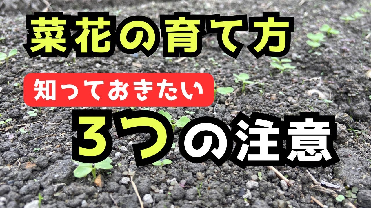 【菜花の育て方】種まきしてから注意すべき「3つのポイント」家庭菜園初心者必見です！