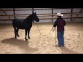 My Top 3 tools to build your horses confidence