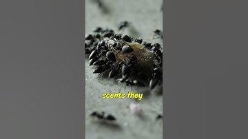 How Ants Communicate: The Power of Pheromones! 🐜✨