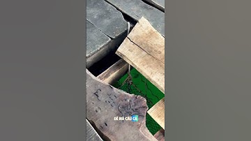 Lên Bè Câu Cá Chắc Ăn Thỏa Thích Chọn Con Cá Mú Mà Mình Muốn!  #giangbiendao #honson #dulich #haisan