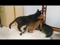 These Cat’s Curiosity Level is MAX! 😂 Funniest Cat Videos 2025