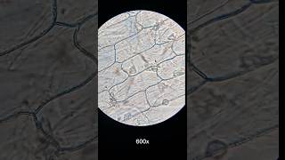 Onion Cells Under Microscope 🔬#shorts #microscope #science #onioncells #viral