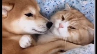 Cats dogs relationship | Best friends by Sweet world🐾 168,699 views 1 year ago 2 minutes, 11 seconds