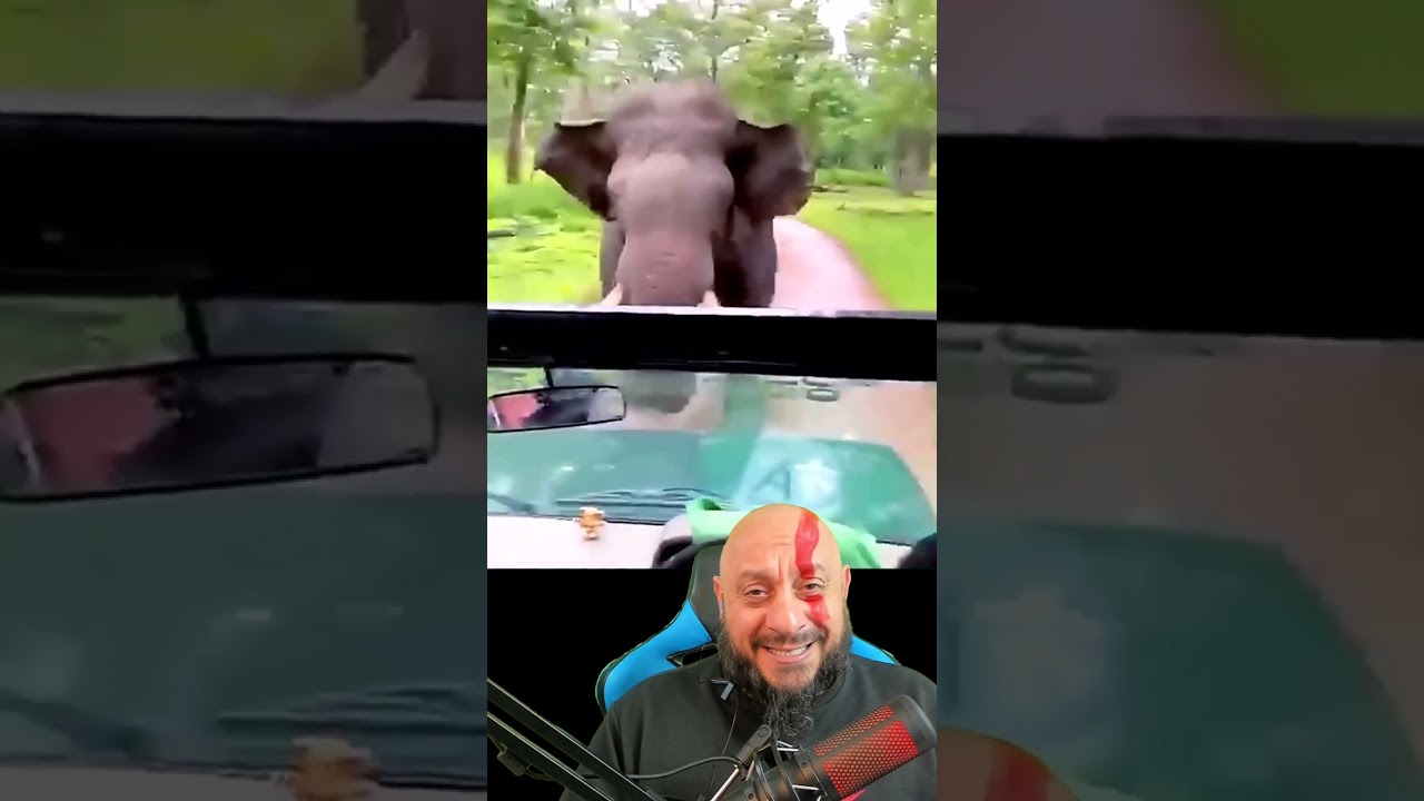 Elefante persegue carro e toca o terror! só trocar a cueca e a vida que segue