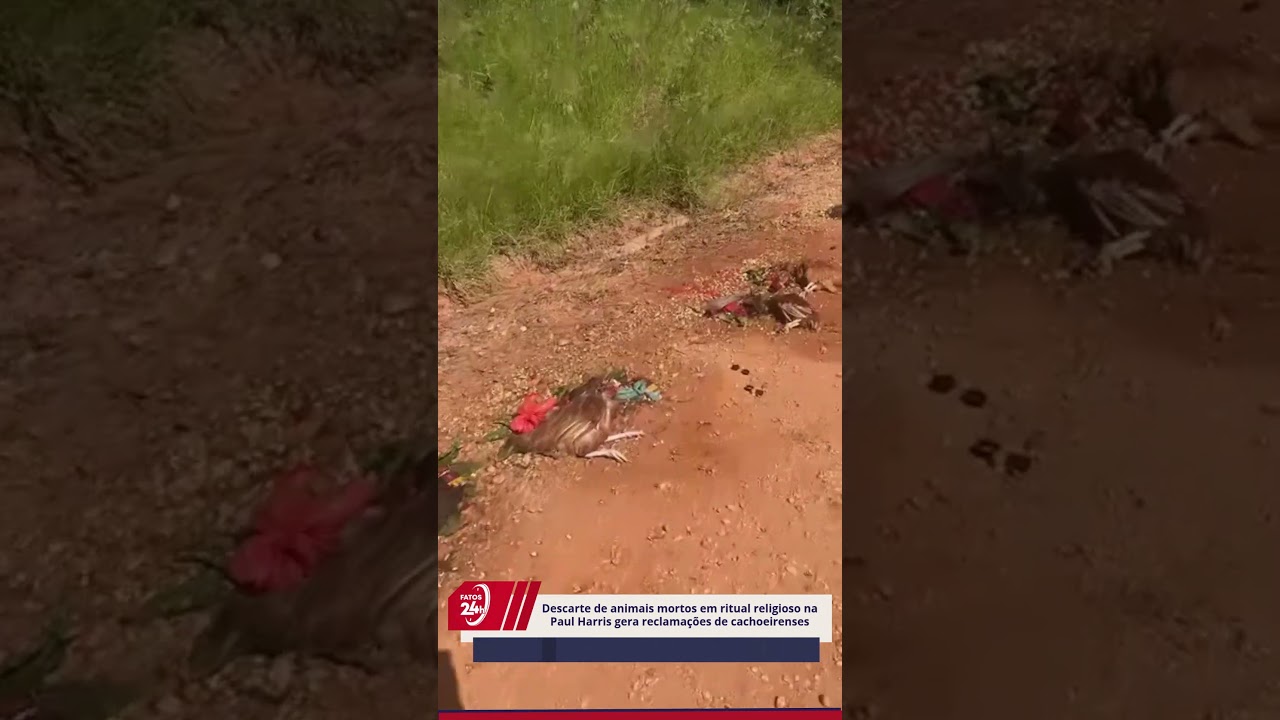 Descarte de animais mortos em ritual religioso na Paul Harris gera reclamações de cachoeirenses